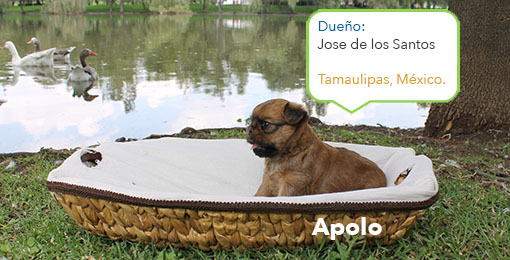Apolo