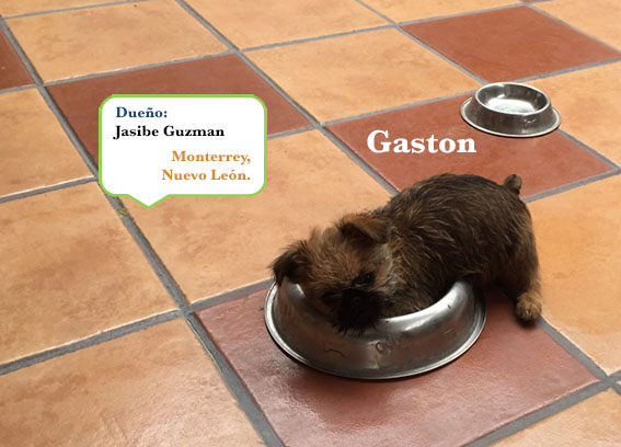 Gaston