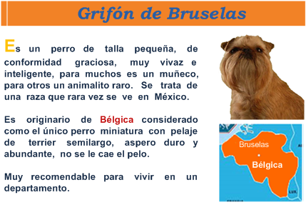 Informacion de la raza grifon de bruselas