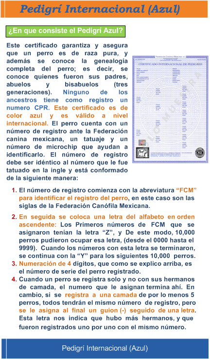 Informacion sobre pedigri Internacional (Azul)